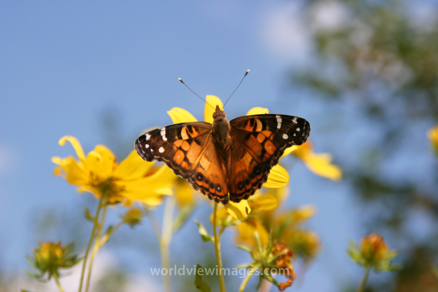 Floweres of the World