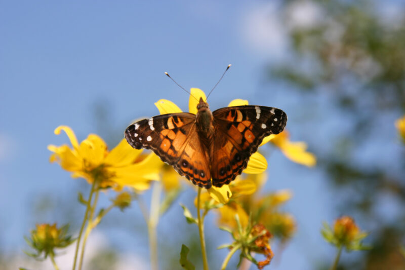 Floweres of the World — Flowers, nature, scenic, flora