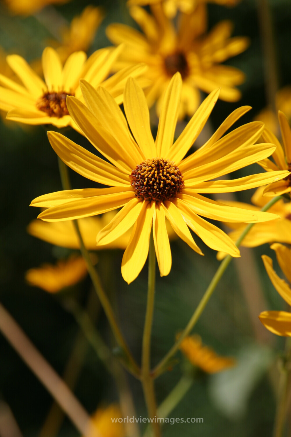 Floweres of the World