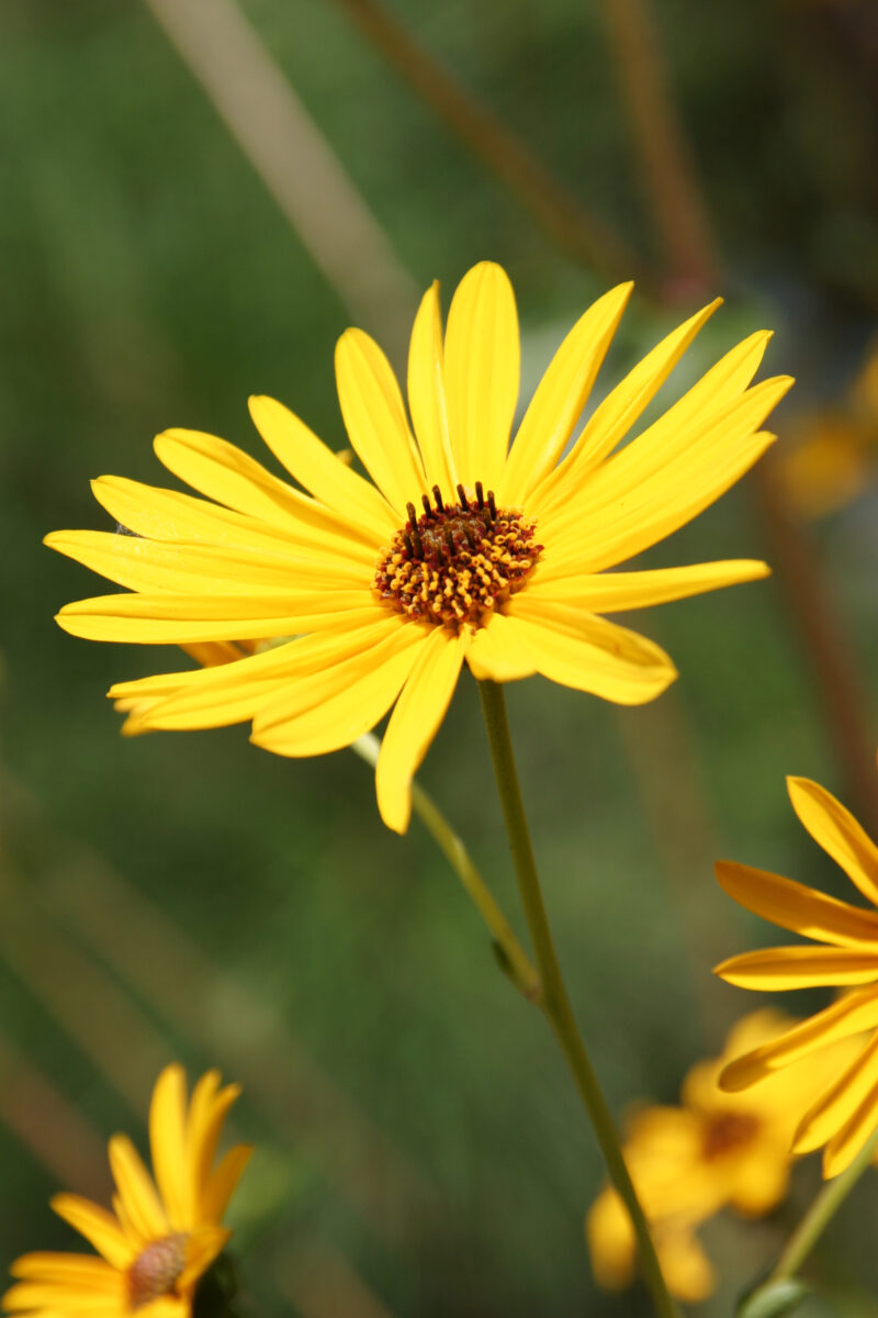 Floweres of the World — Flowers, nature, scenic, flora