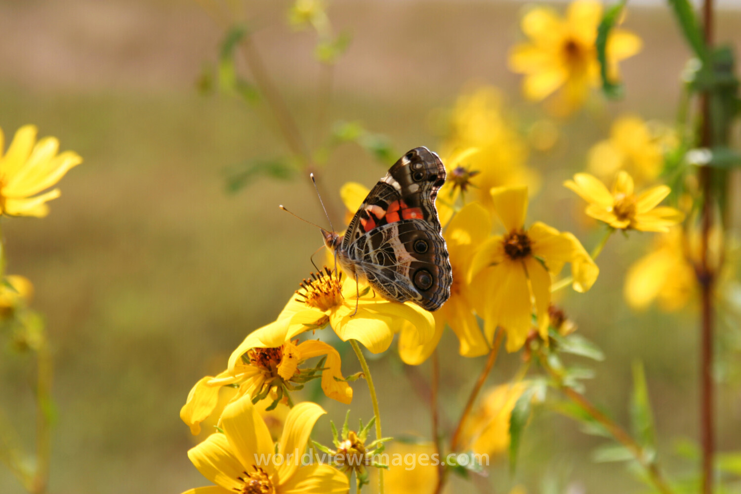 Floweres of the World