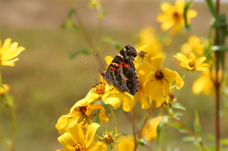 Floweres of the World — Flowers, nature, scenic, flora