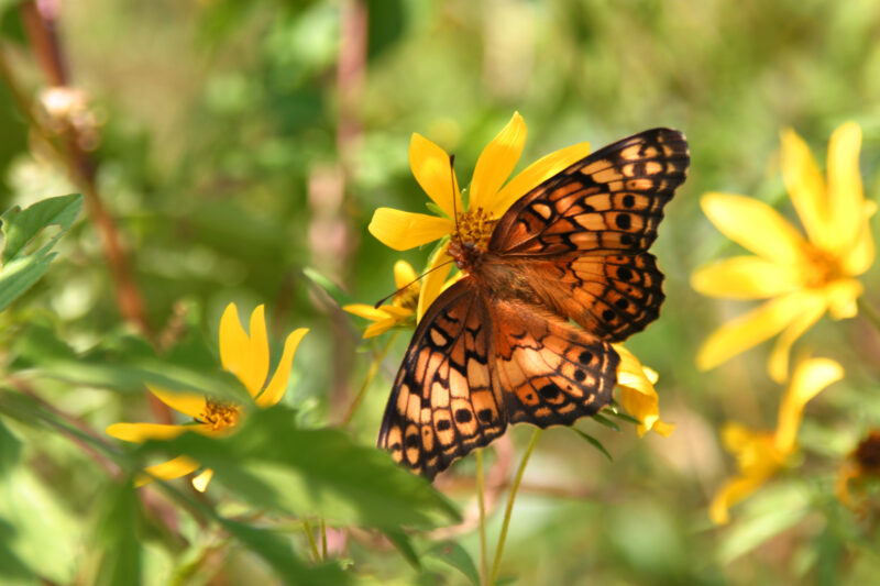 Floweres of the World — Flowers, nature, scenic, flora