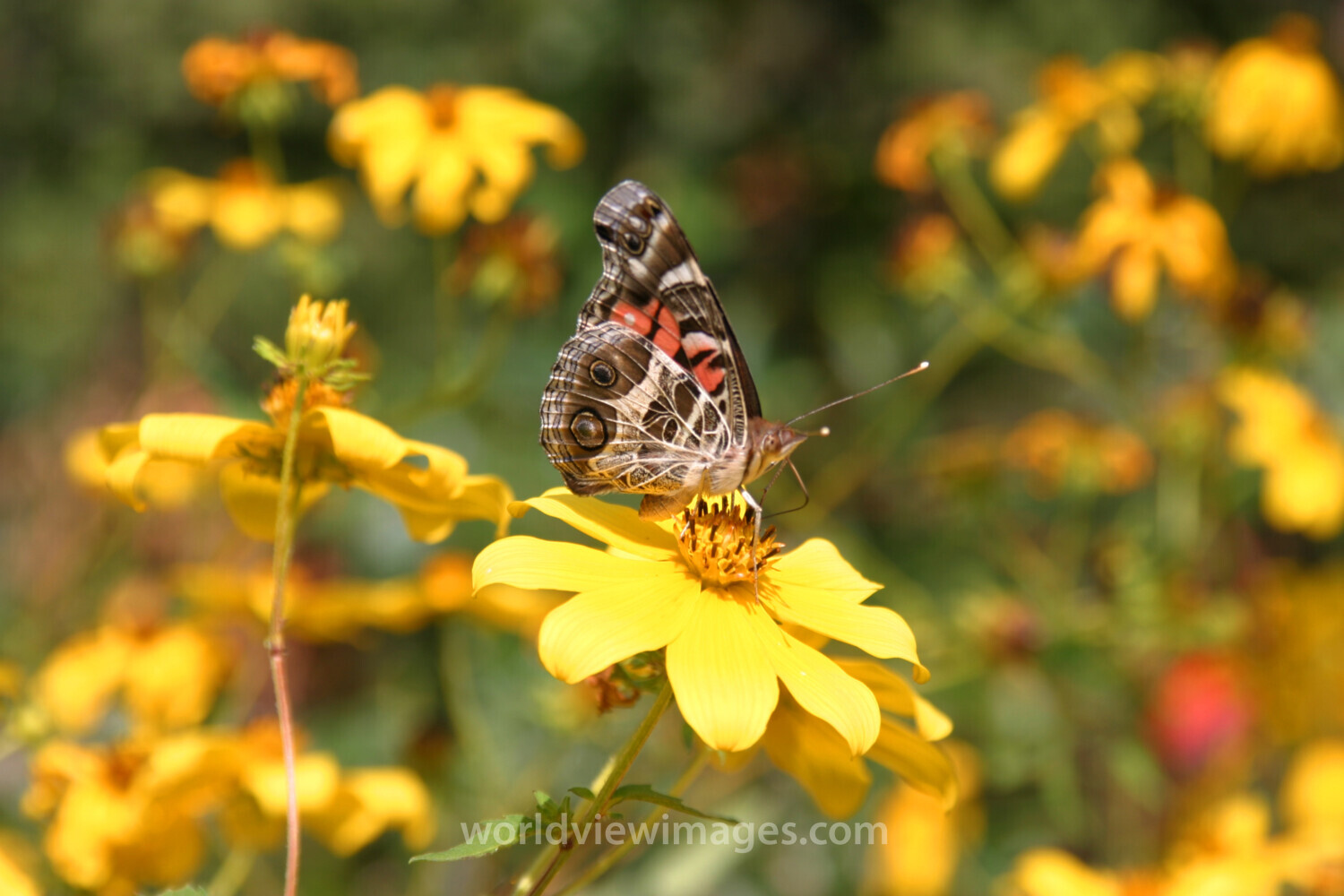 Floweres of the World