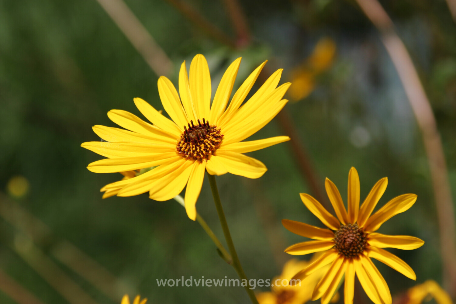 Floweres of the World