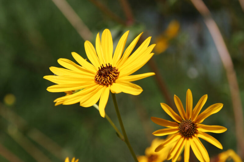 Floweres of the World — Flowers, nature, scenic, flora