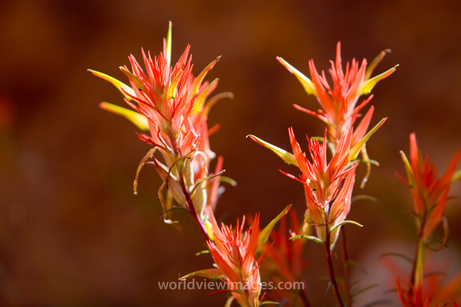 Floweres of the World