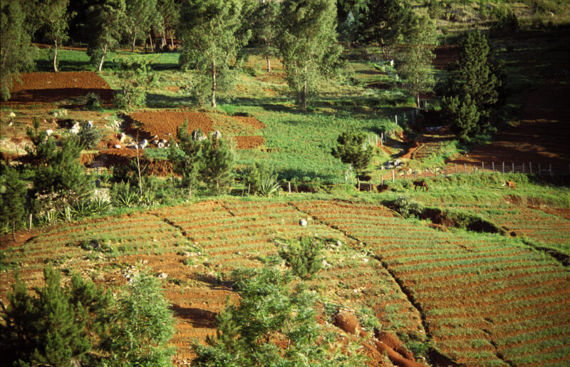 Stock Images of Haiti — Stock Image of Haiti: A terriced farm on a hillside in Haiti. — Haiti, Haitian, farming, farms, terricing