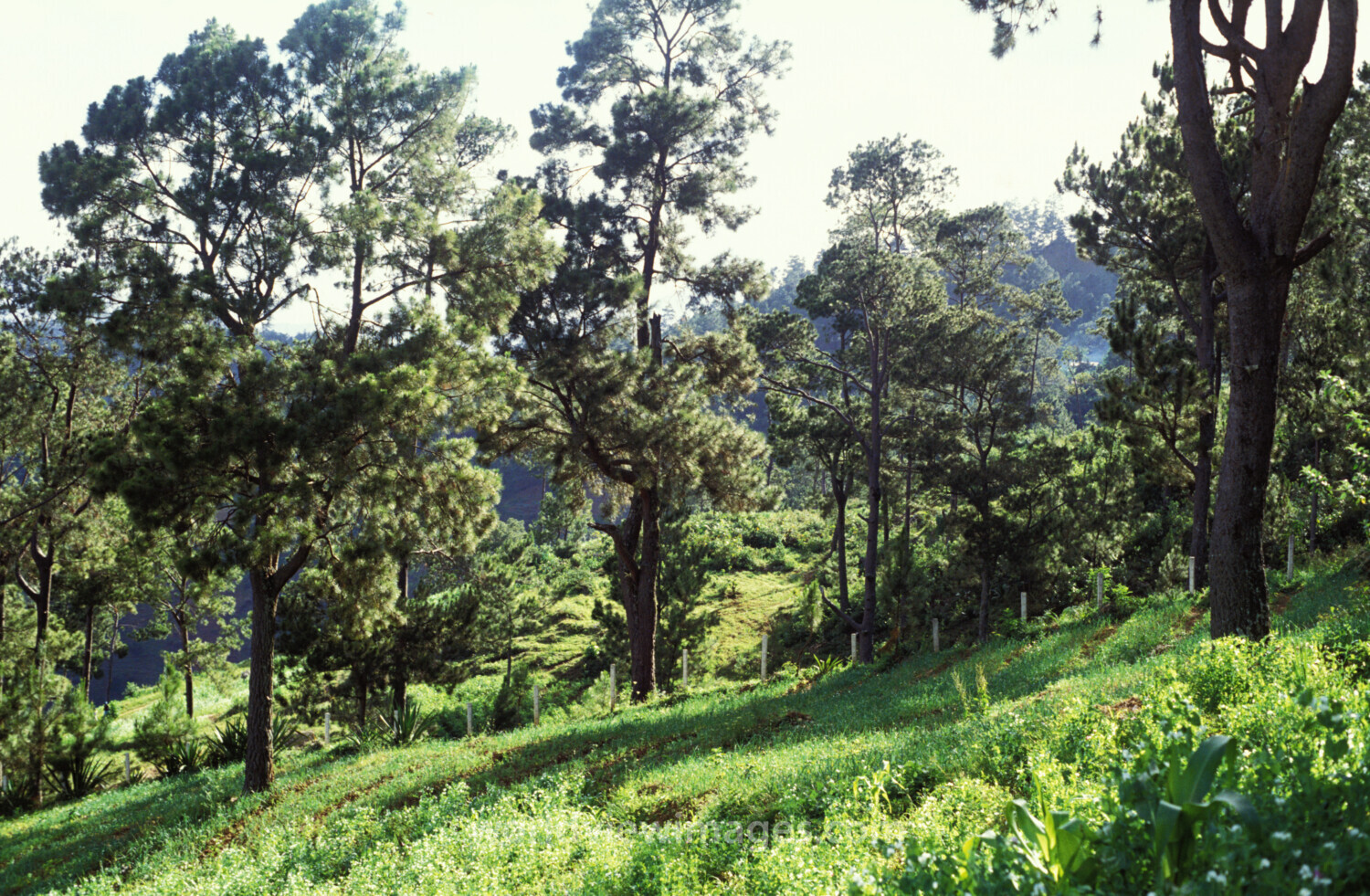 Stock Images of Haiti