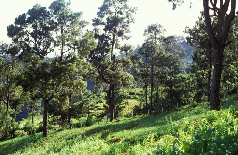 Stock Images of Haiti — Stock Image of Haiti: Project attempts to grow trees in among the vegetable gardens to bring trees back to Haiti — Haiti, Haitian, tr...