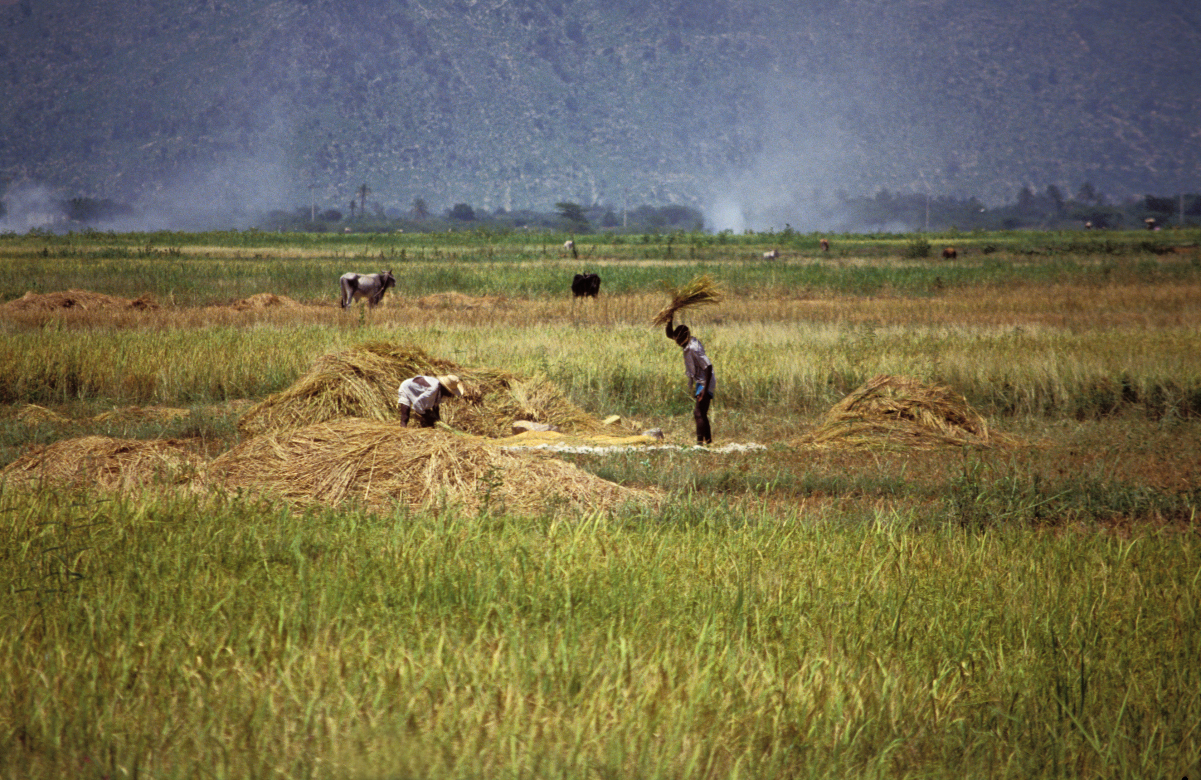 Stock Images of Haiti