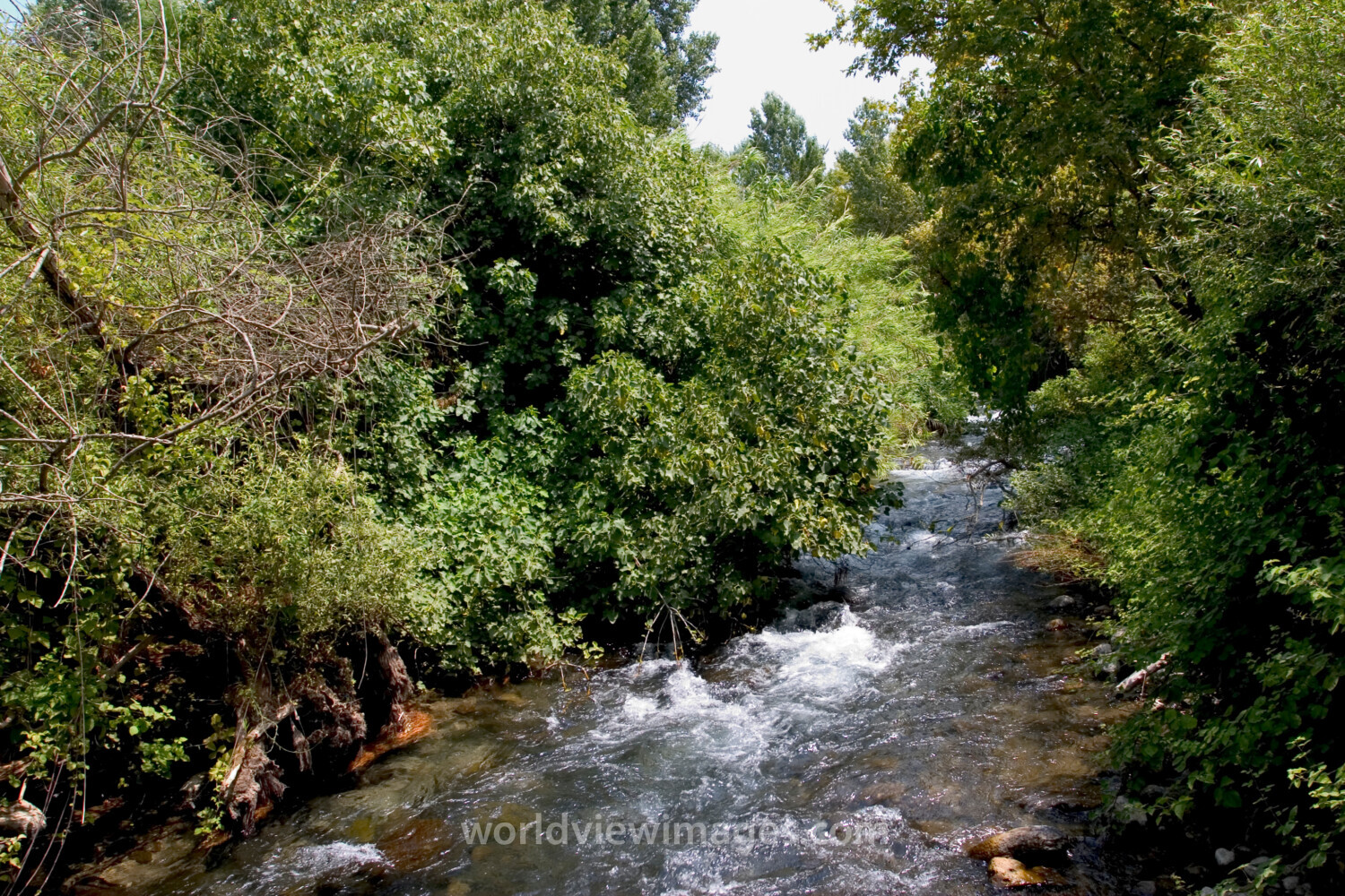 Banias Nature Reserve