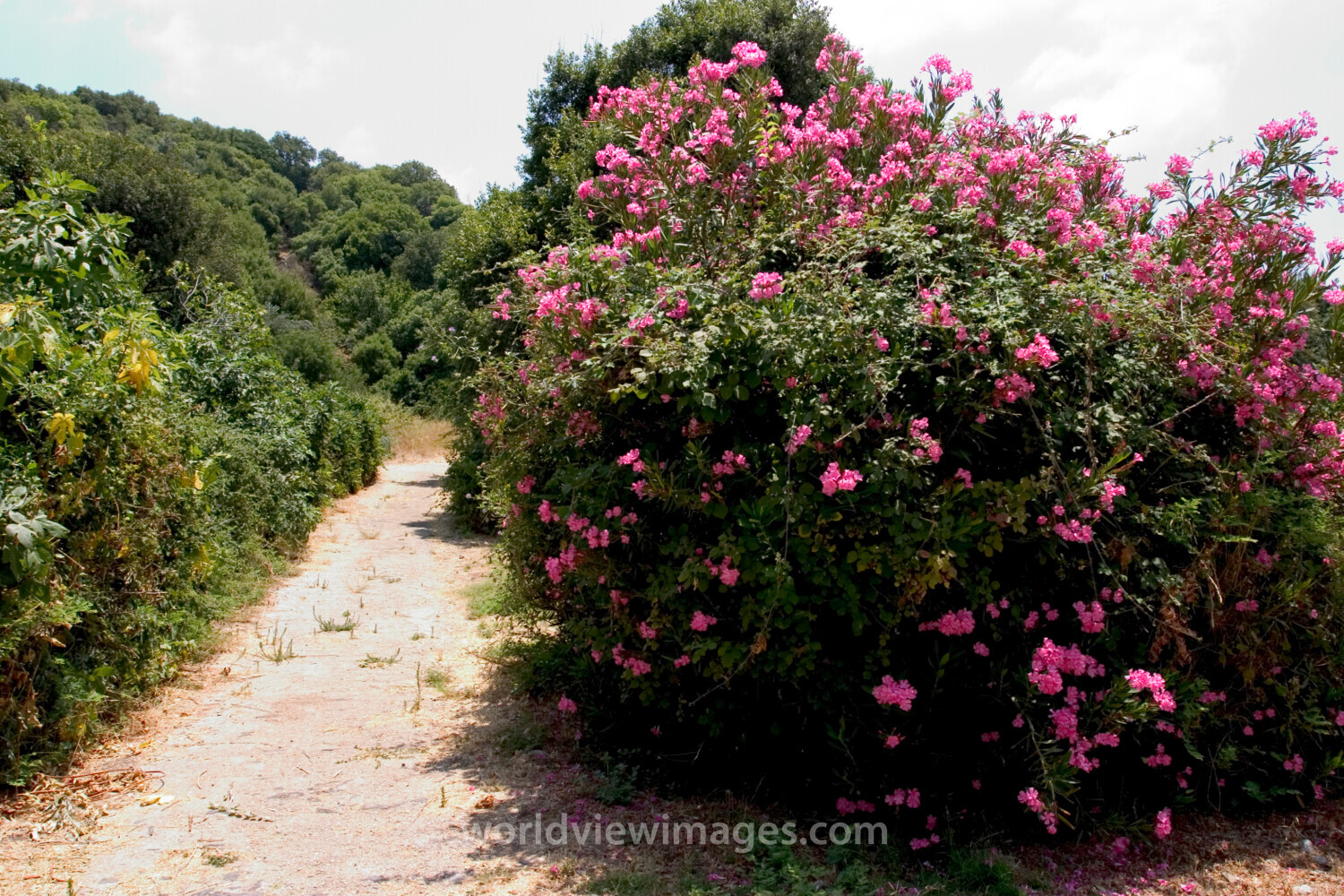Banias Nature Reserve