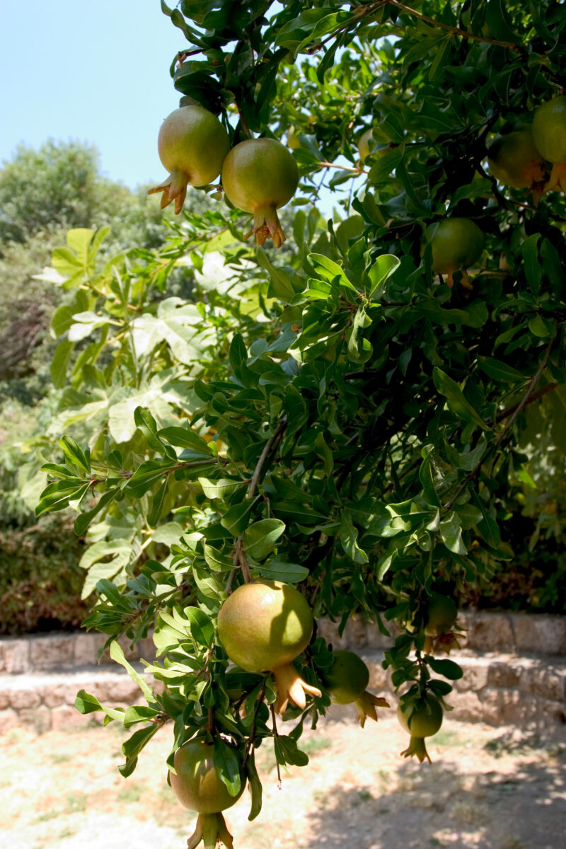 Pomegranate Fruit — Israel, fruit, agriculture, Pomegranates