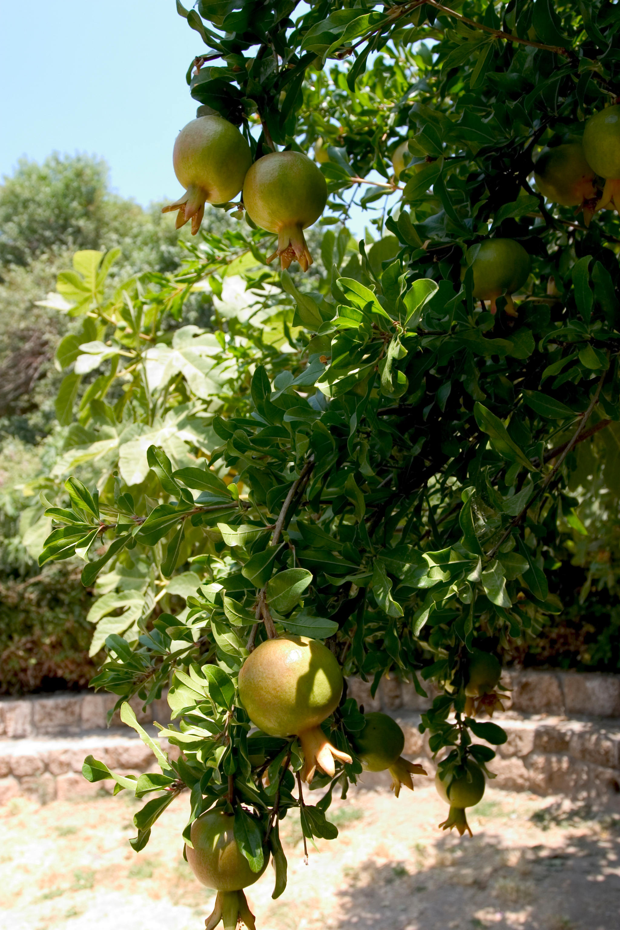 Pomegranate Fruit