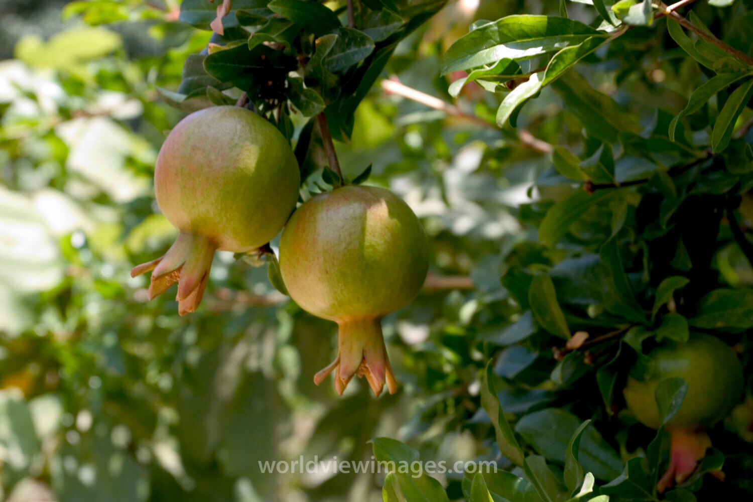 Pomegranate Fruit