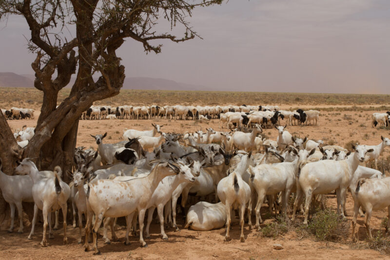 A Time of Drought in Somolia — Goats take shelter under a tree during a time of drought in Somalia — Somolia, IDP, Internally Displaced, drought