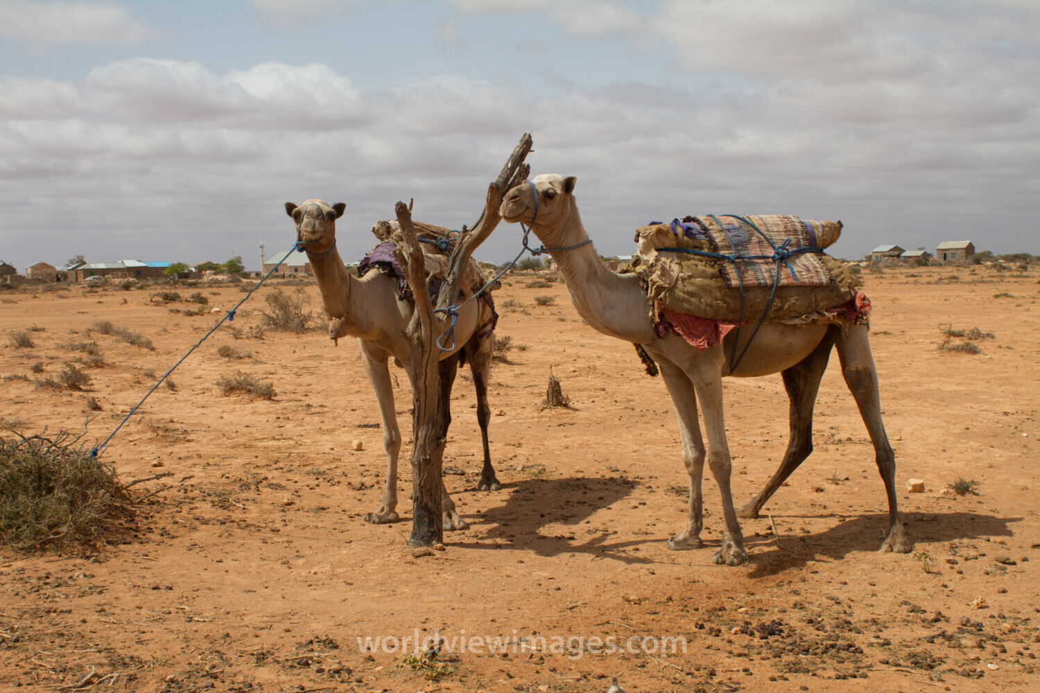 A Time of Drought in Somolia
