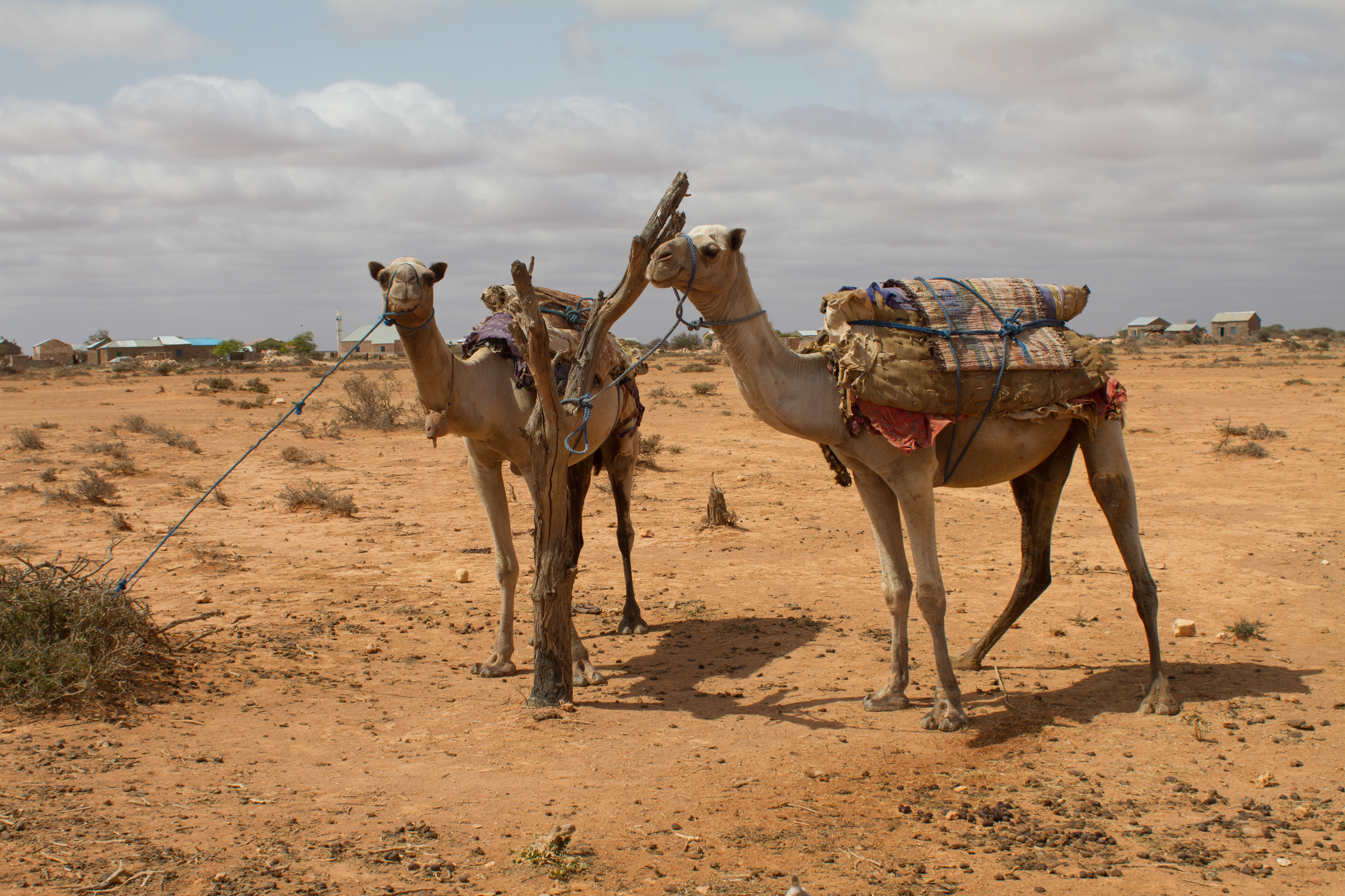 A Time of Drought in Somolia