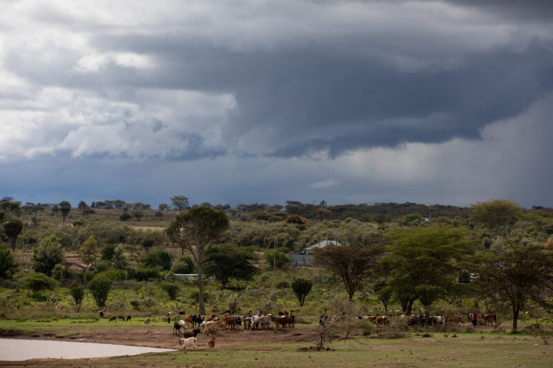Cattle Grazing — Kenya, cattle, field, animals, Africa