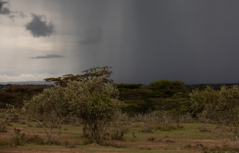 Maasai Mara — Kenya, game park, Masai Mara, animals, Africa