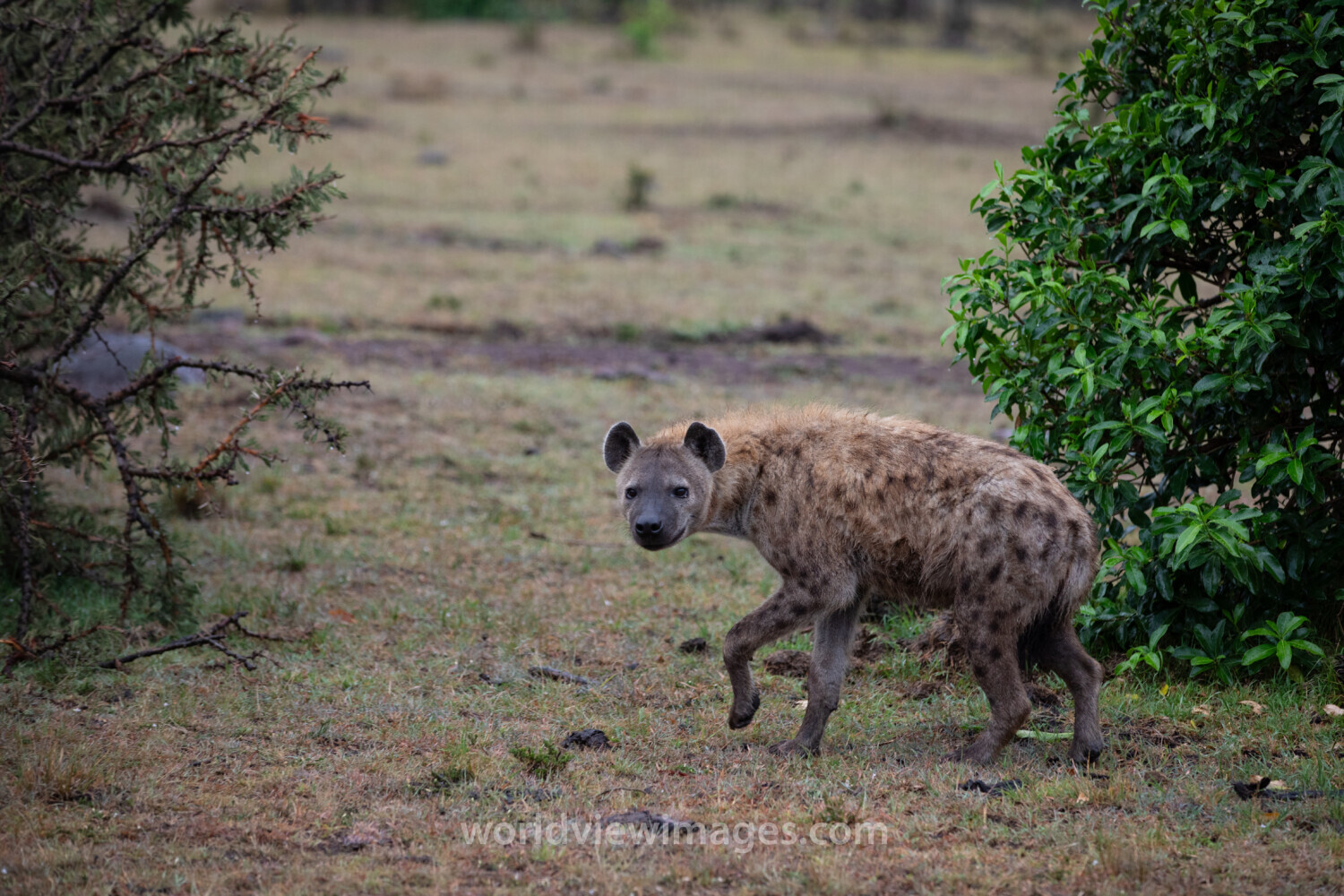 Hyena in Maasai Mara