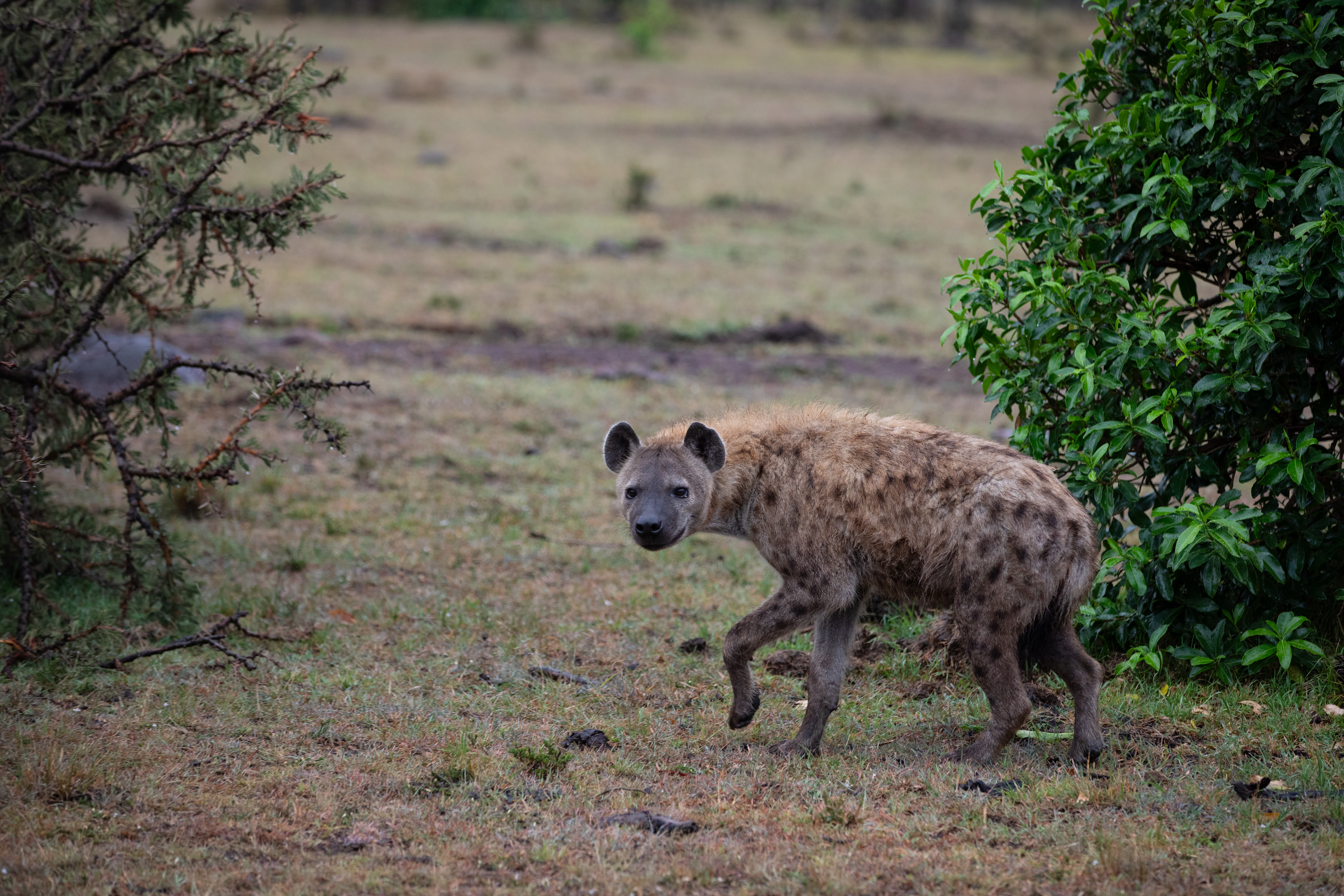 Hyena in Maasai Mara