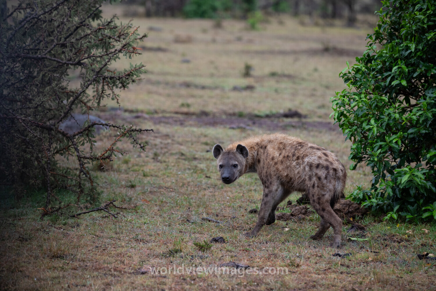 Hyena in Maasai Mara