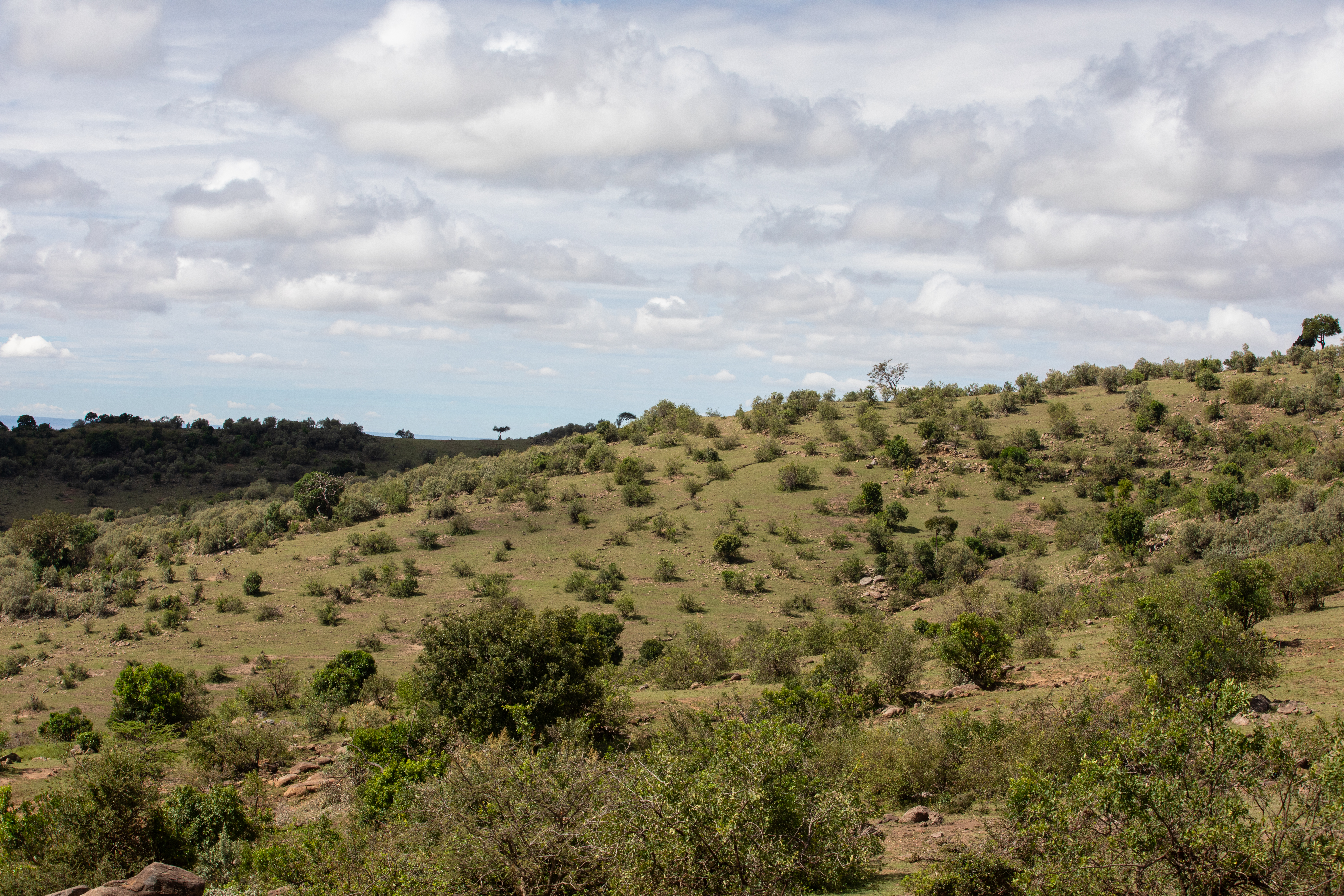 Maasai Mara