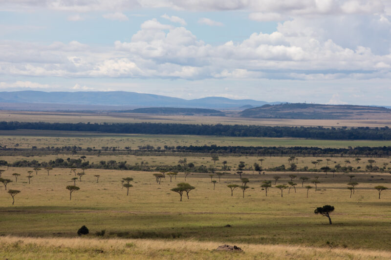 Maasai Mara — Kenya, game park, Masai Mara, animals, Africa