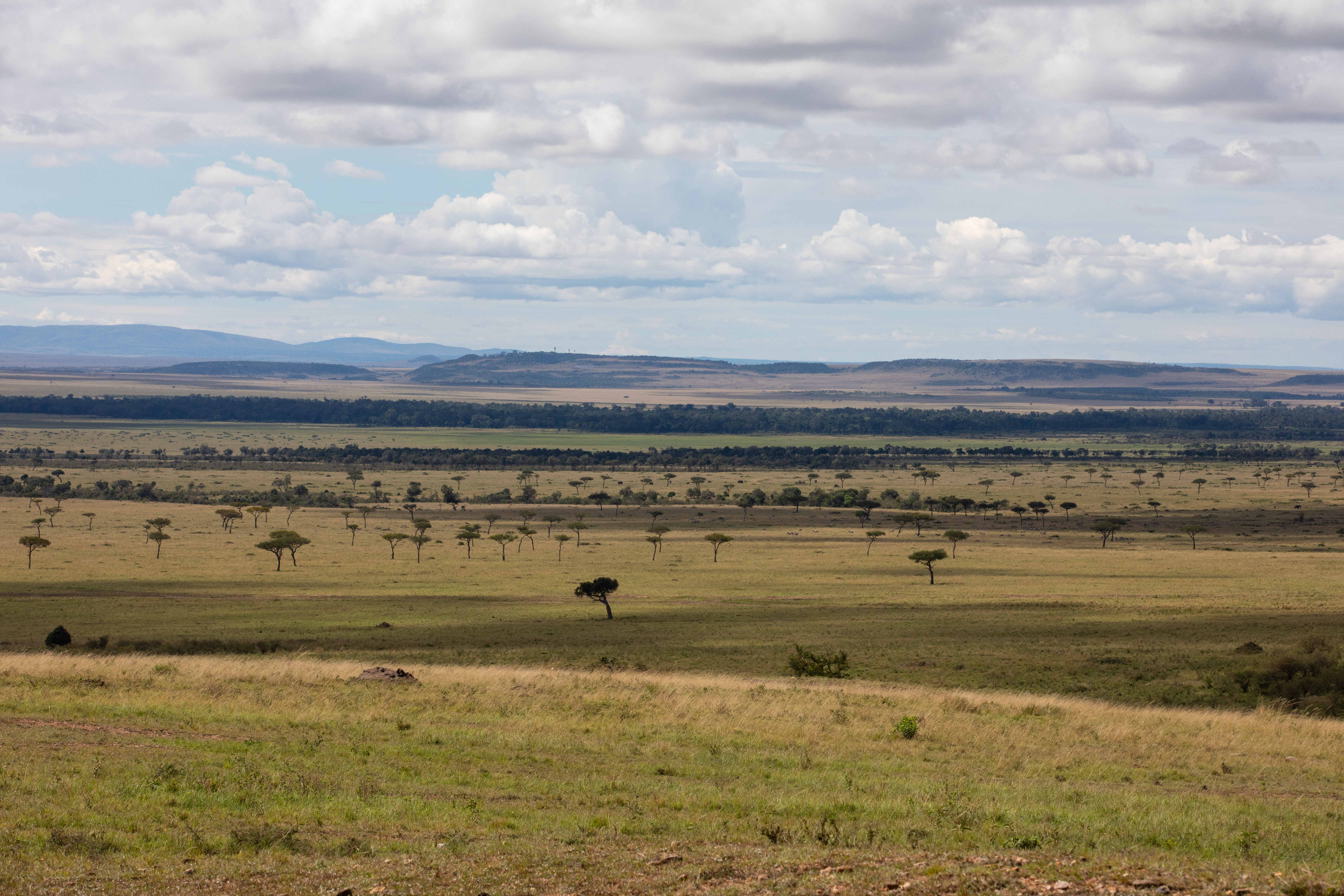 Maasai Mara