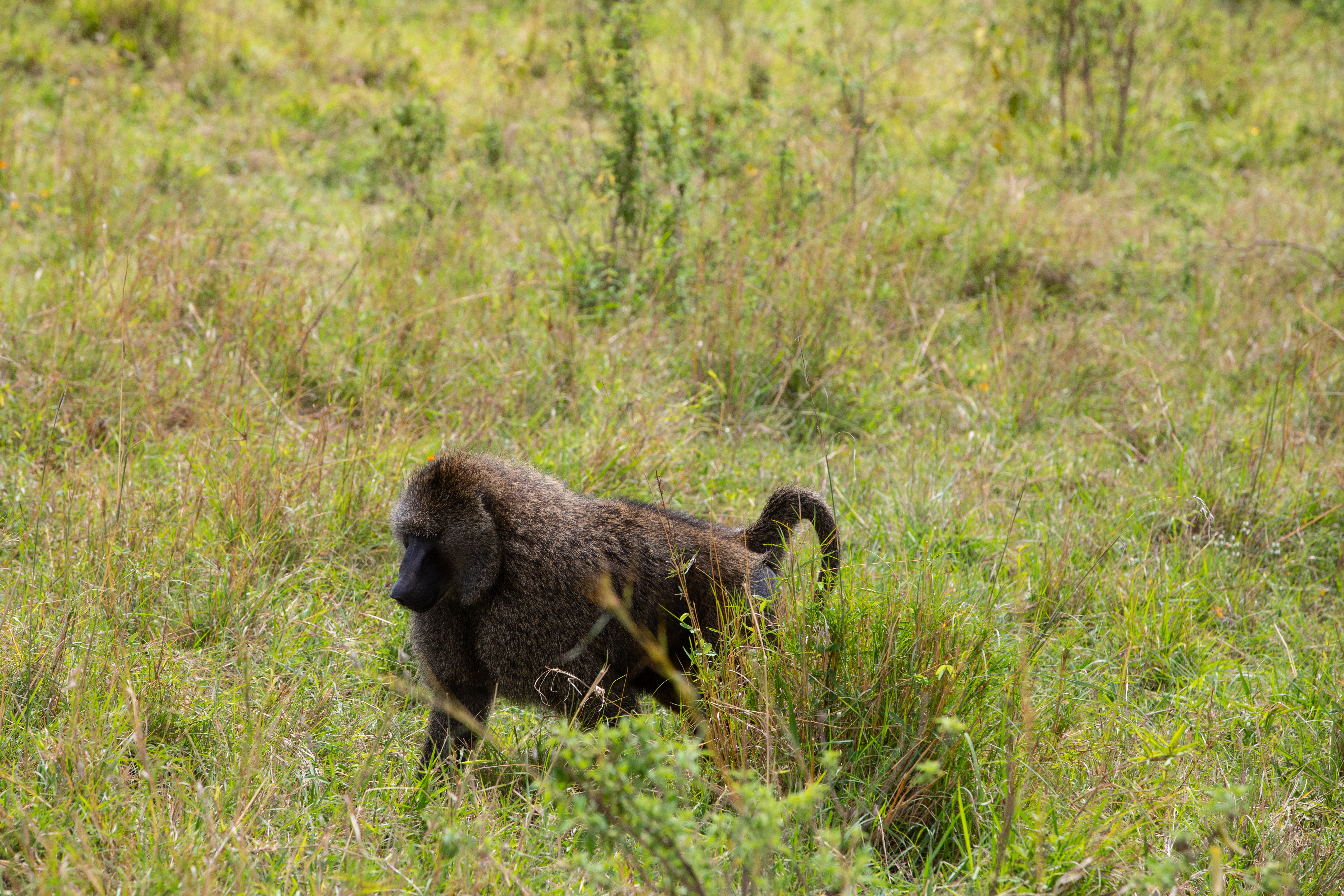 Baboon at Maasai Mara