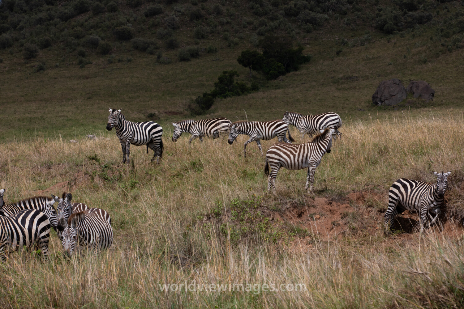 Zebras in Maasai Mara