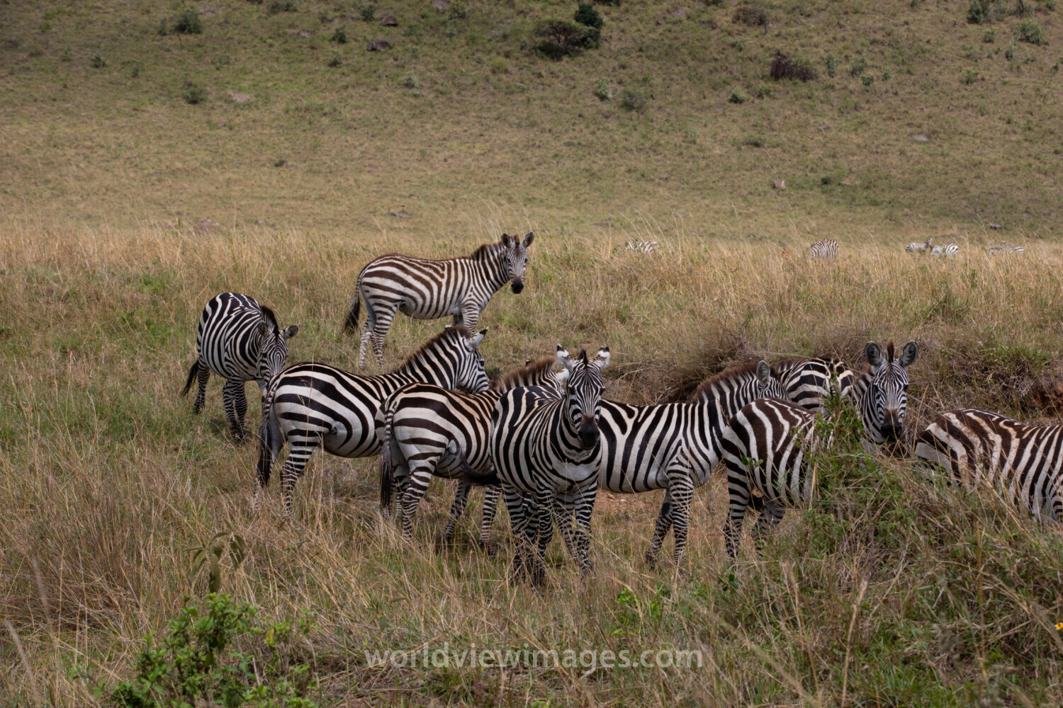 Zebras in Maasai Mara