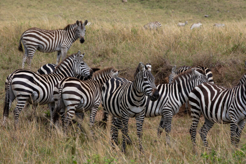 Zebras in Maasai Mara — Maasai Mara — Kenya, game park, Masai Mara, animals, zebra