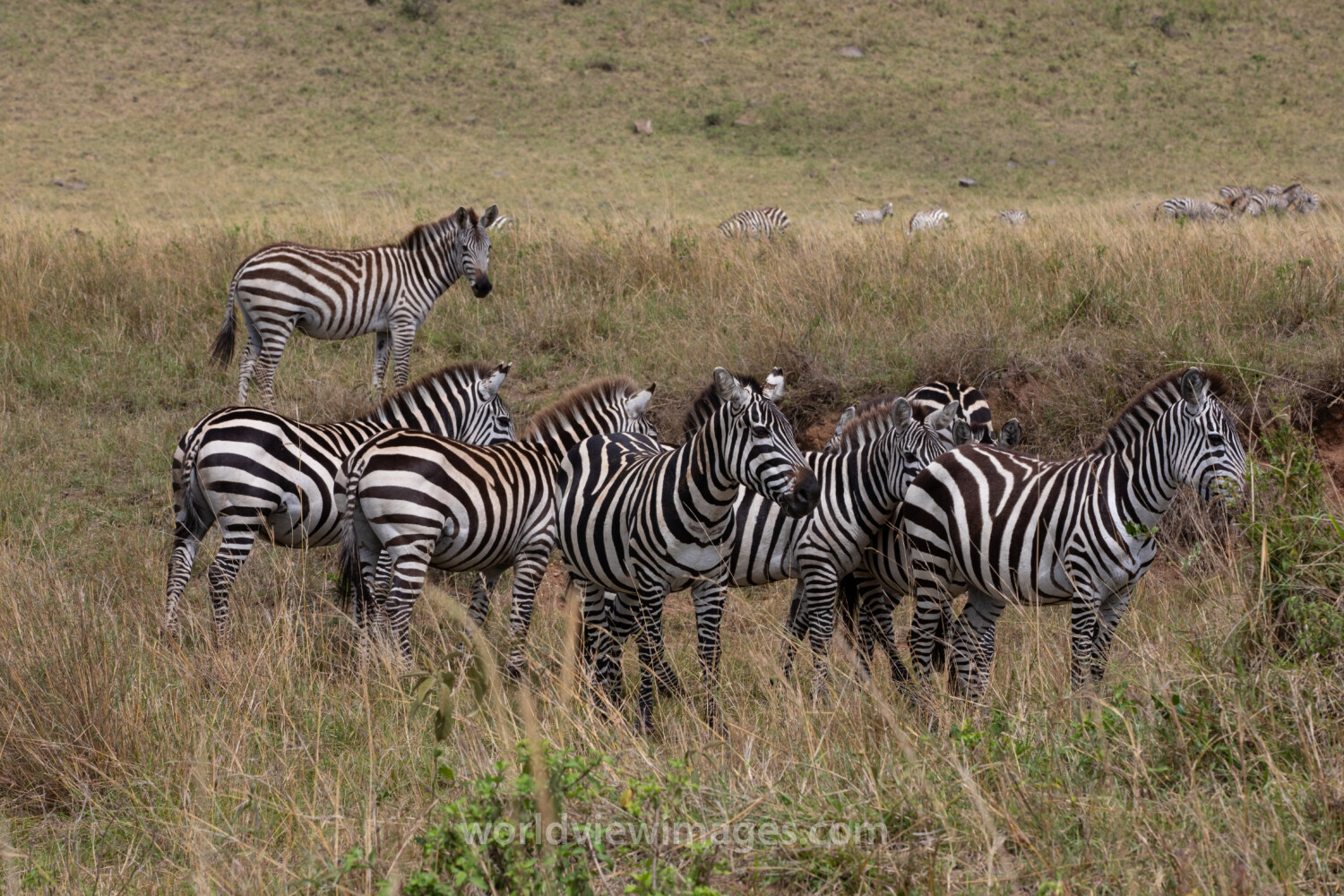 Zebras in Maasai Mara