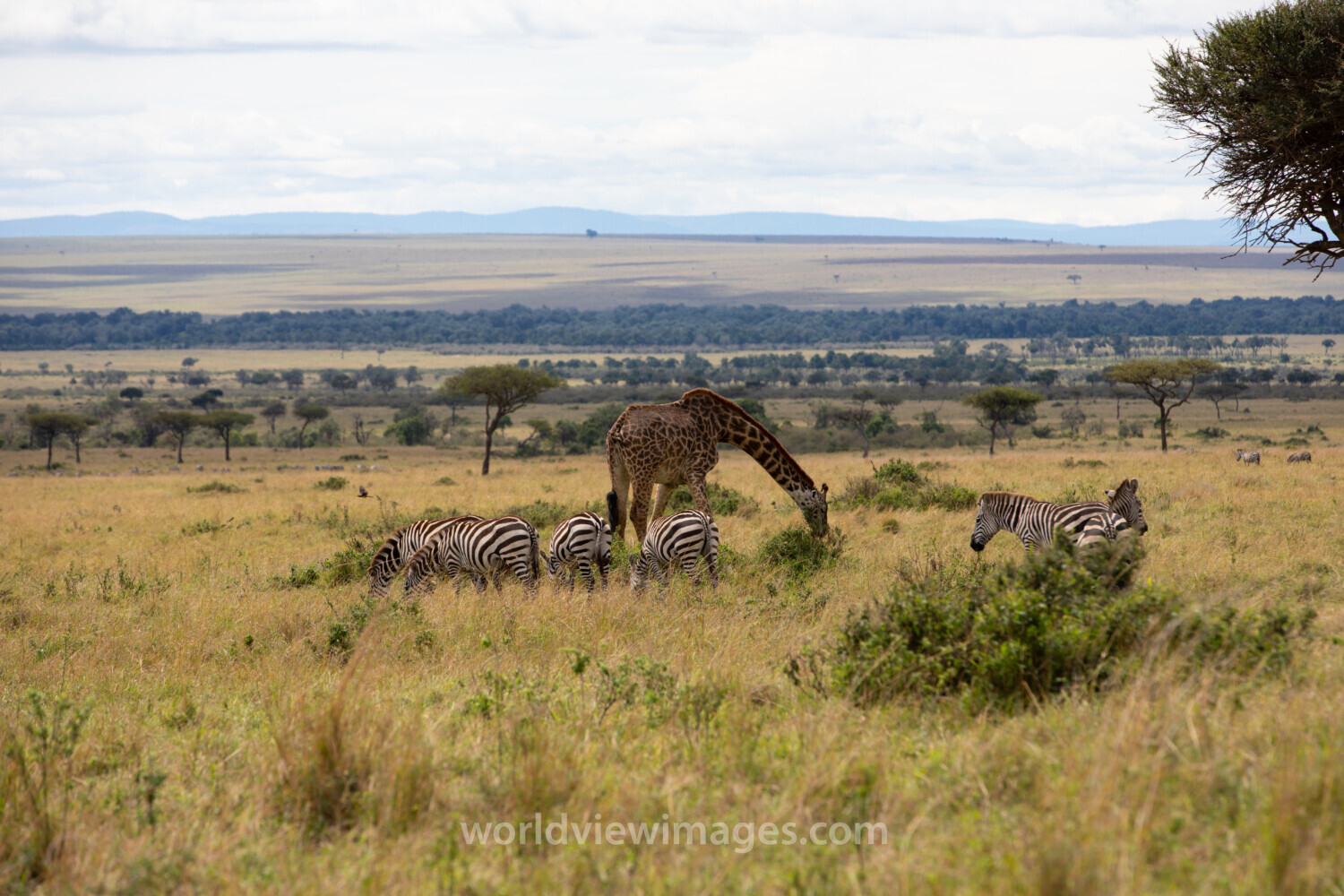 Maasai Mara