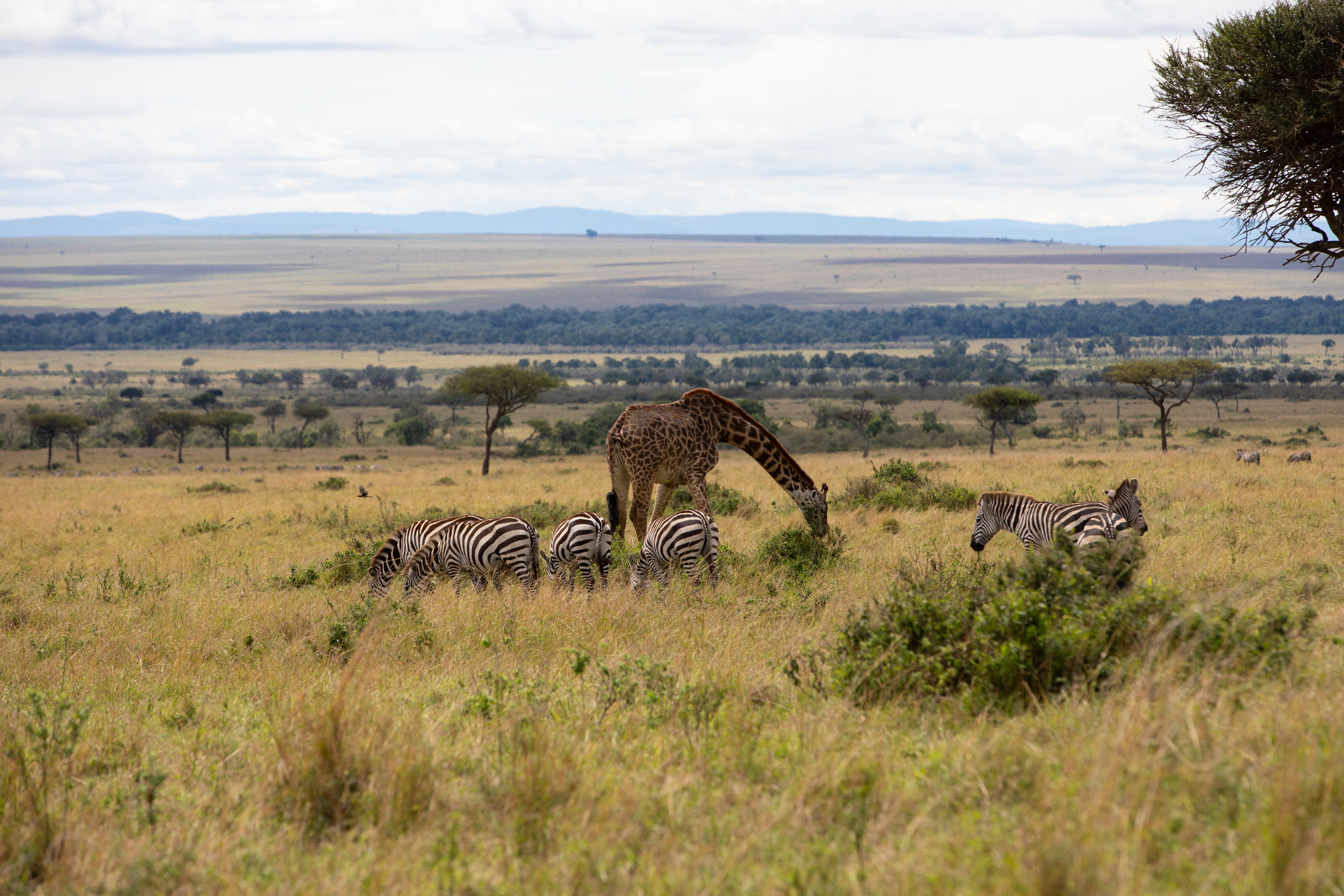 Maasai Mara