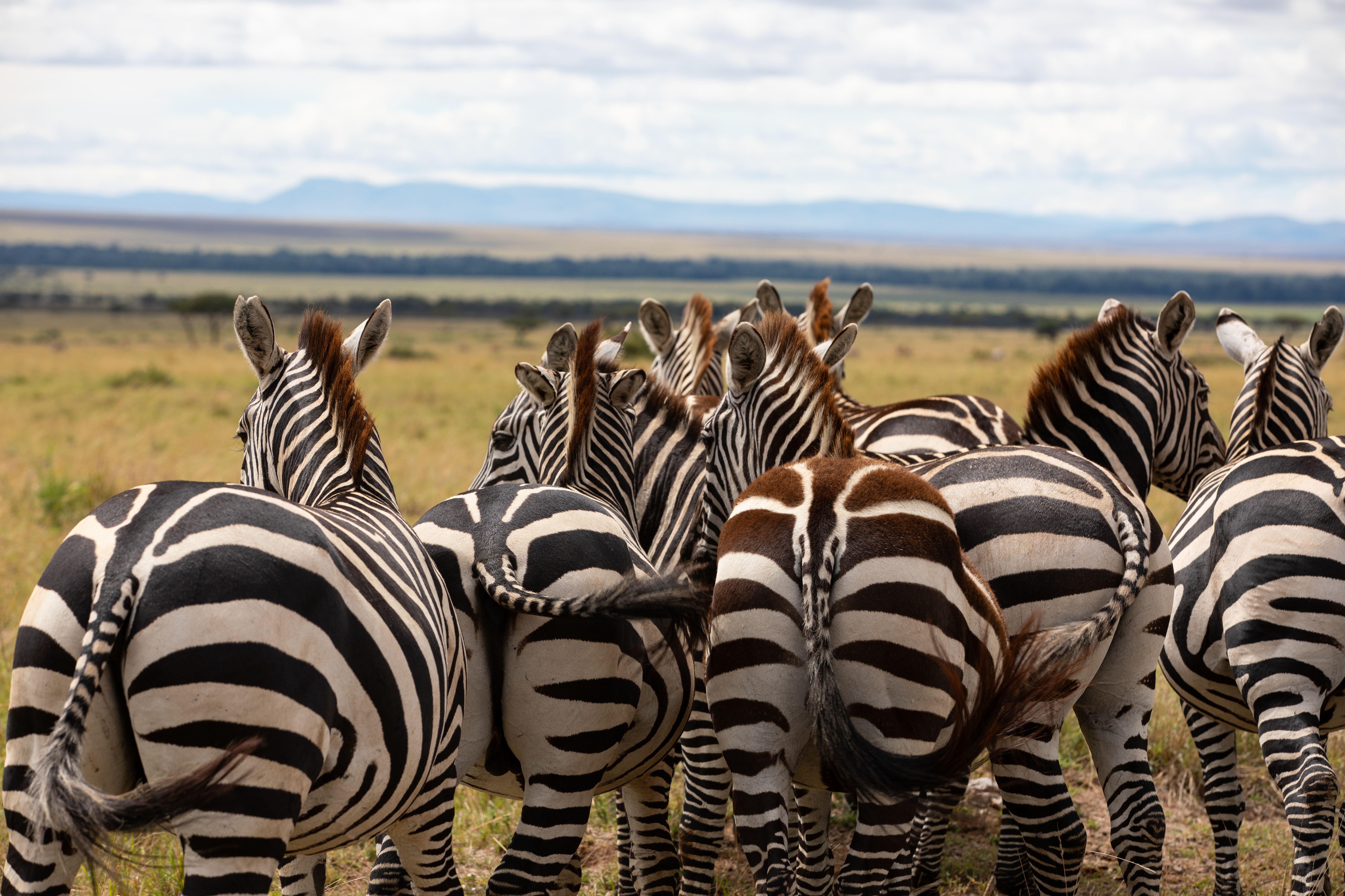 Zebras in Maasai Mara