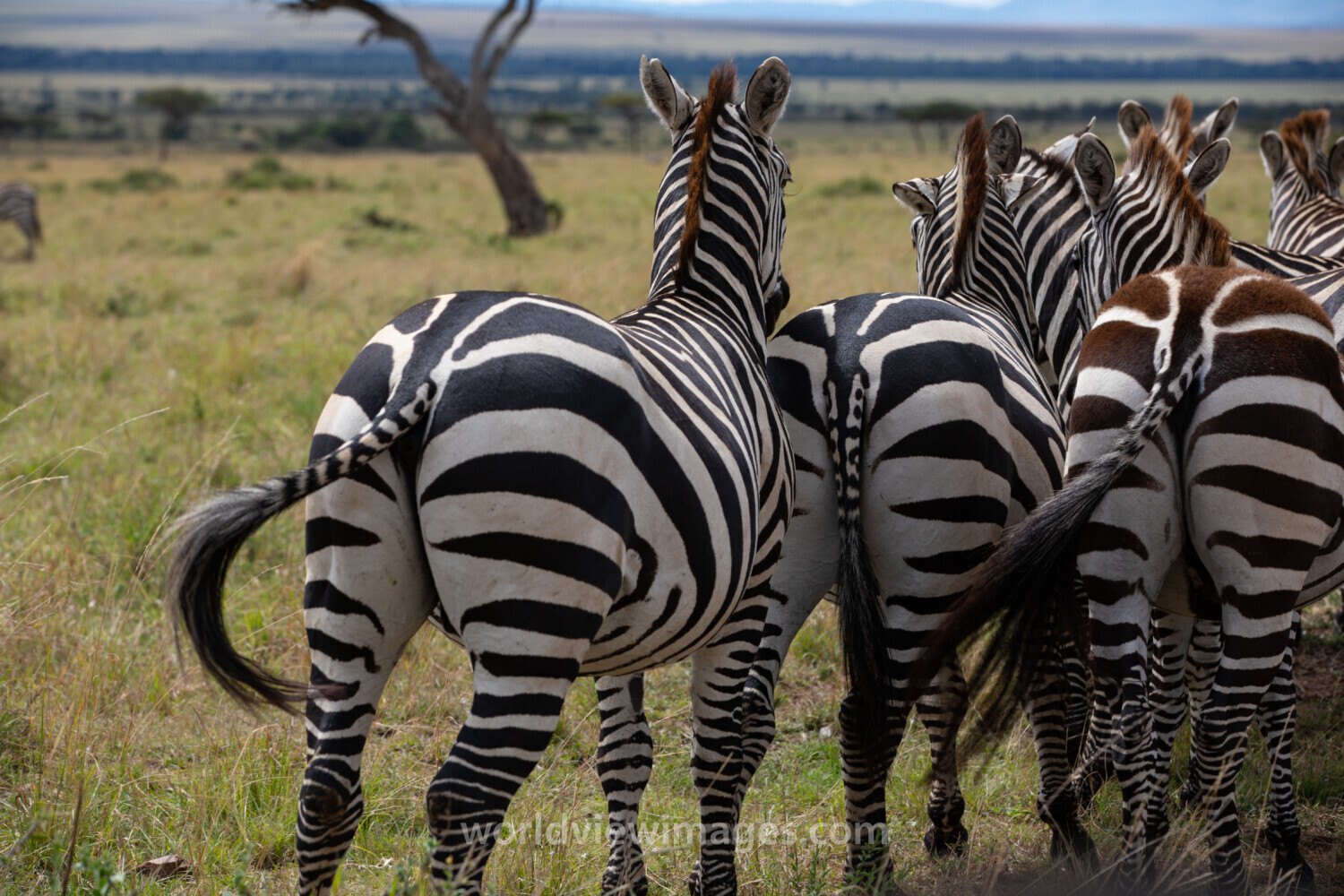 Zebras in Maasai Mara