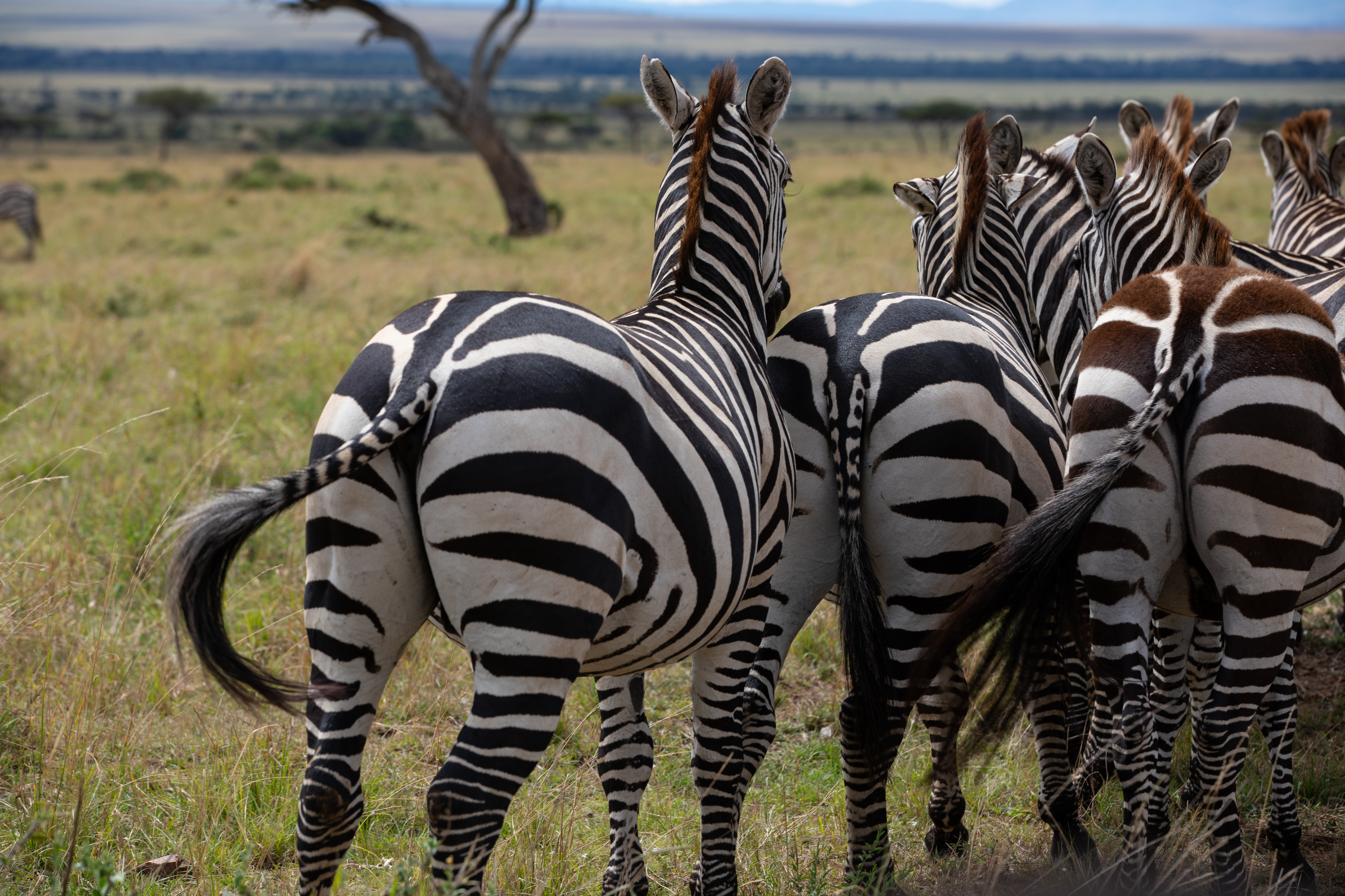 Zebras in Maasai Mara