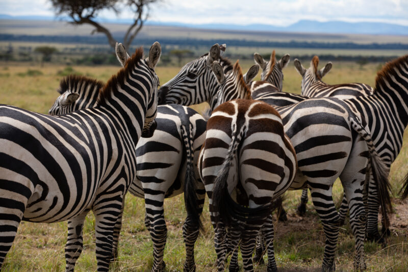 Zebras in Maasai Mara — Maasai Mara — Kenya, game park, Masai Mara, animals, zebra