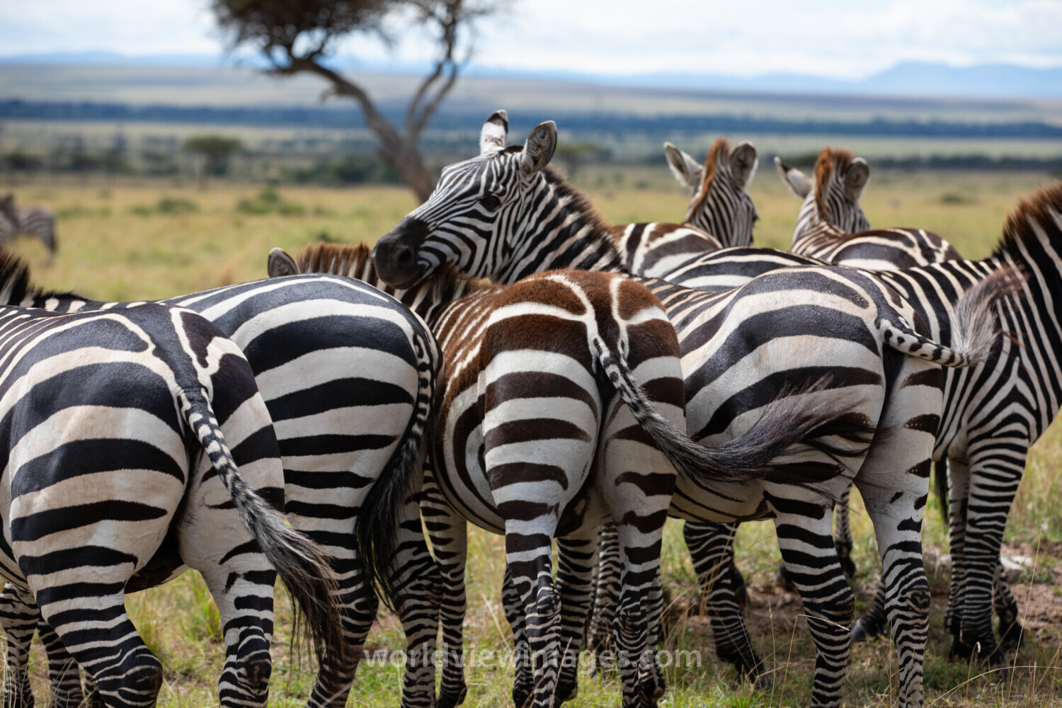 Zebras in Maasai Mara