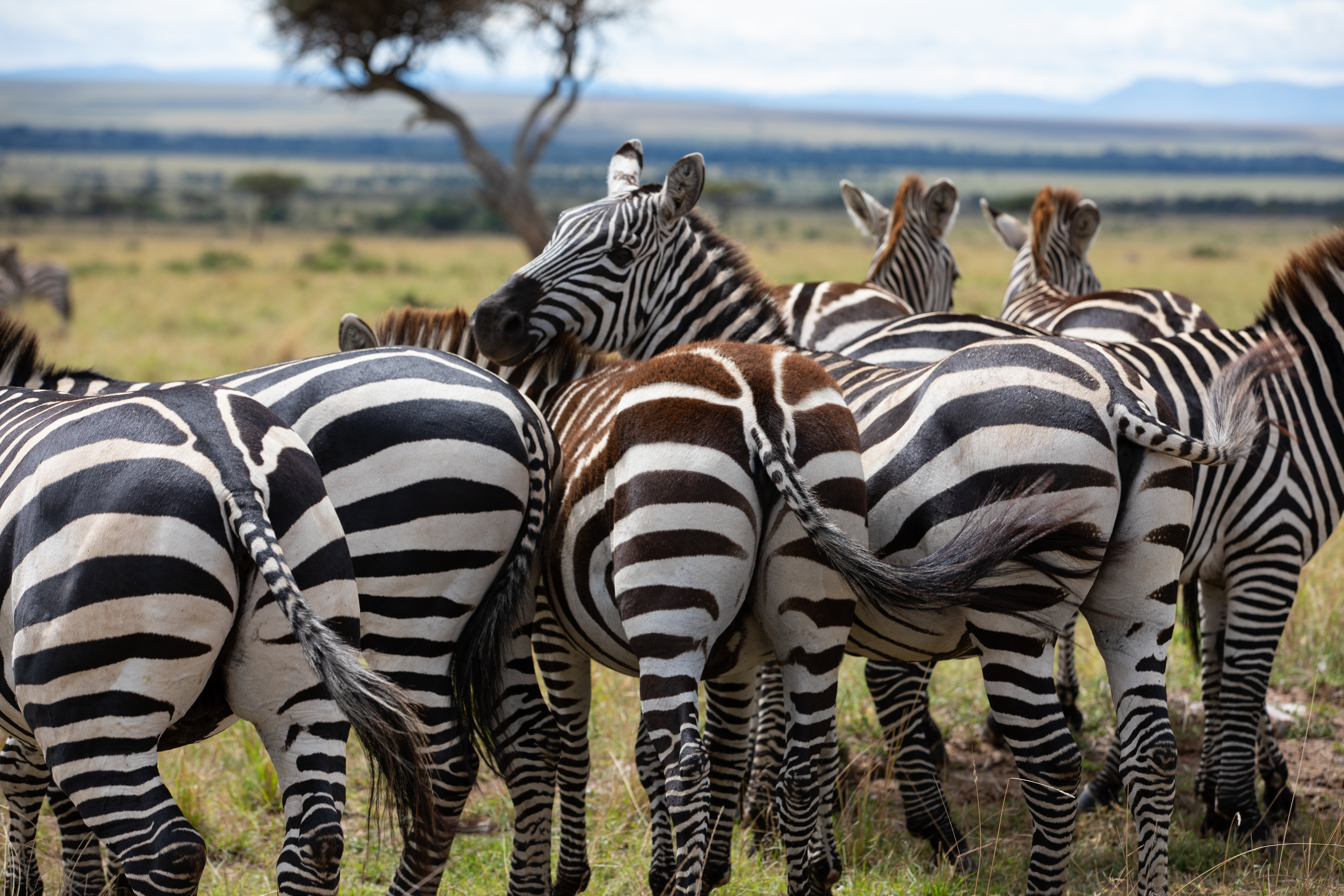 Zebras in Maasai Mara