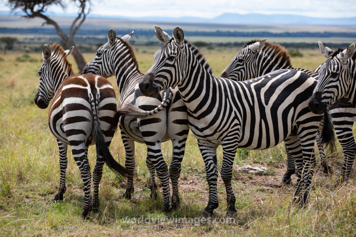Zebras in Maasai Mara