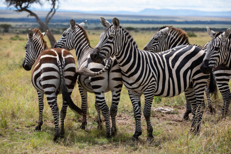 Zebras in Maasai Mara — Maasai Mara — Kenya, game park, Masai Mara, animals, zebra