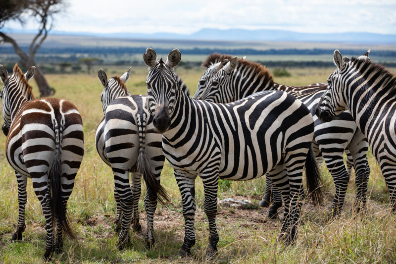 Zebras in Maasai Mara — Maasai Mara — Kenya, game park, Masai Mara, animals, zebra