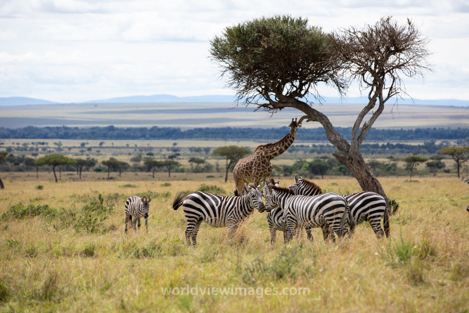 Zebras in Maasai Mara