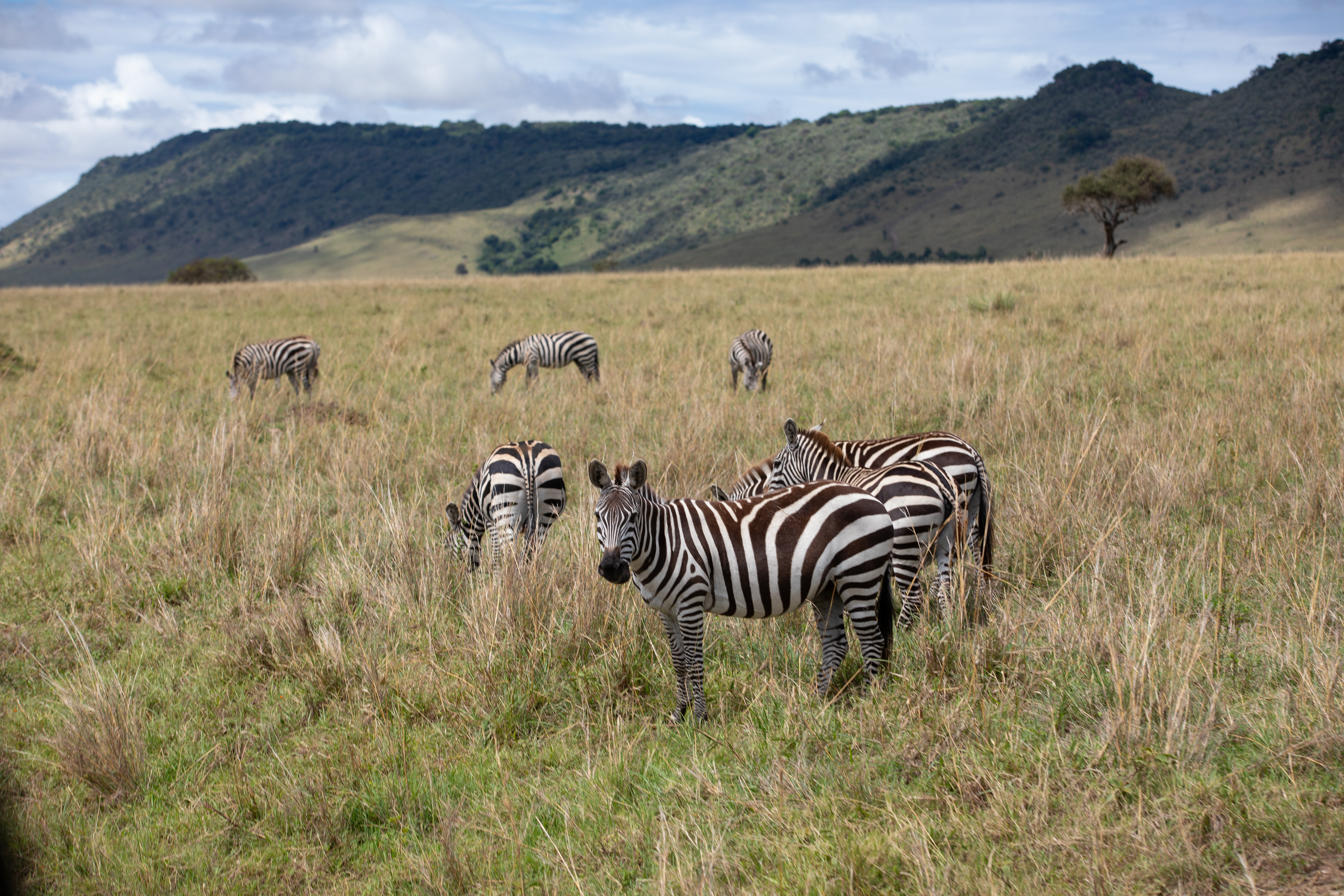 Zebras in Maasai Mara