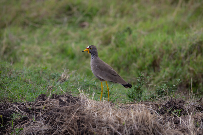 Bird in Maasai Mara — Maasai Mara — Kenya, game park, Masai Mara, animals, bird